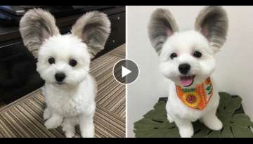 Adorable Dog With Giant Fluffy Ears Looks Exactly Like Mickey Mouse
